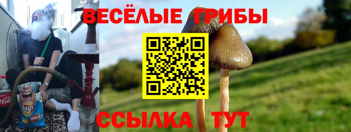 Галлюциногенные грибы GOLDEN TEACHER  Вход с VPN  Псилоцибиновые грибы GOLDEN TEACHER  Камень-на-Оби 